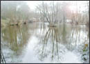 Tansley Pond